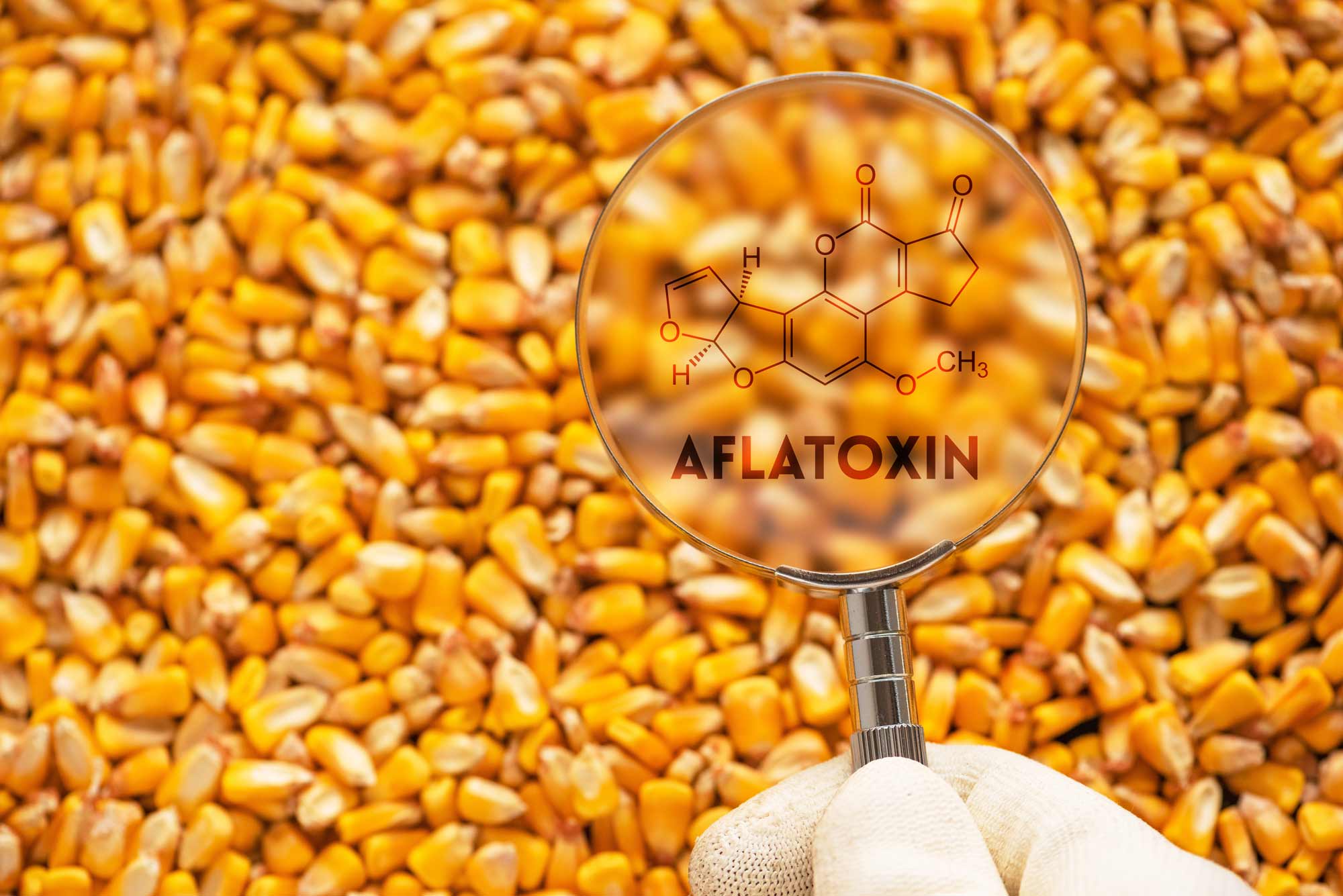 chandler-analytical-laboratories-aflatoxin-testing